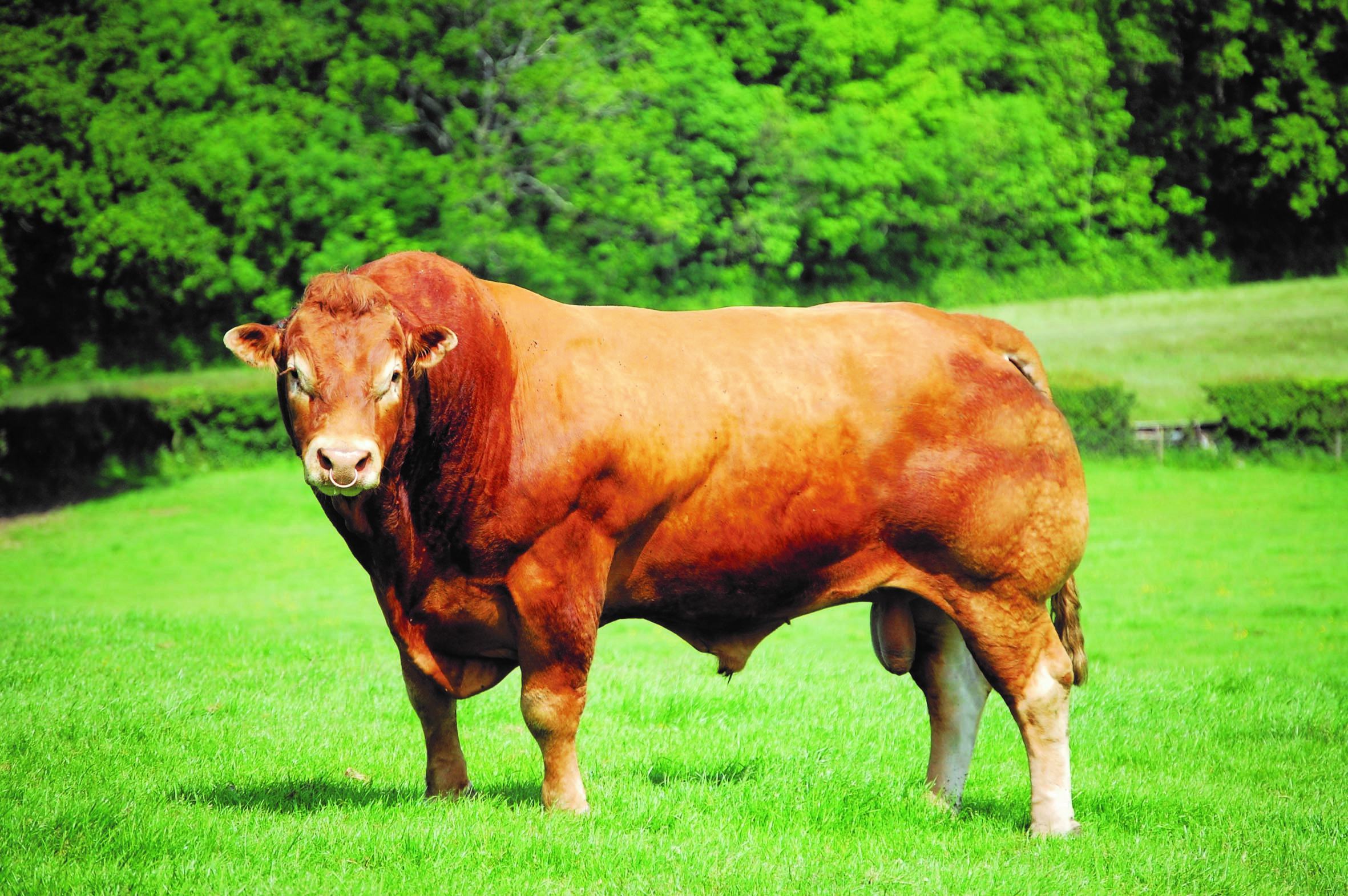 a brown cow standing on grass